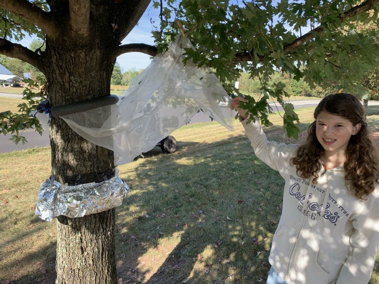 Rachel Bergey with her spotted lanternfly trap.