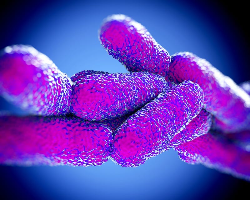 Legionella Pneumophila Bacteria, illustration work in high details
