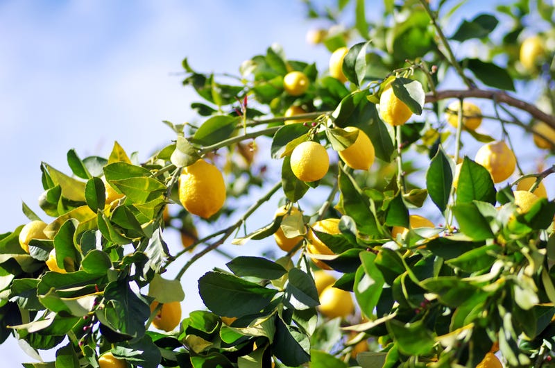 Lemon Tree