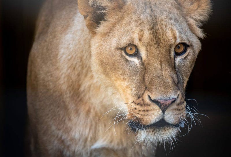 Lion at Pittsburgh Zoo