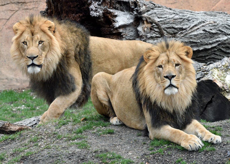 Brookfield Zoo New Lions