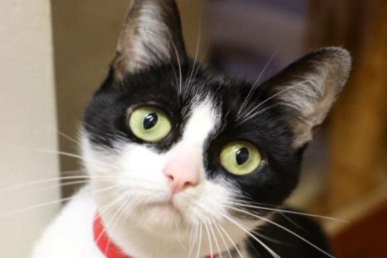 Mallie @ Austin Humane Society November 2020