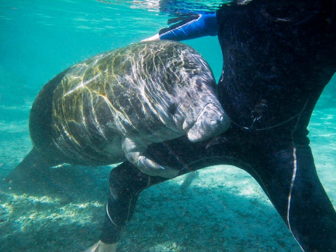 manati