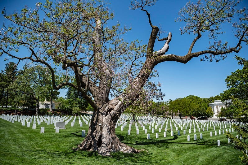 Arlington National Cemetery