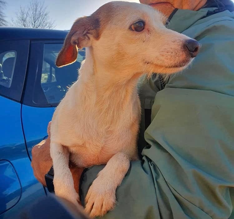 Millie, a dog recused by Denmead Drone Search and Rescue with the help of sausages.