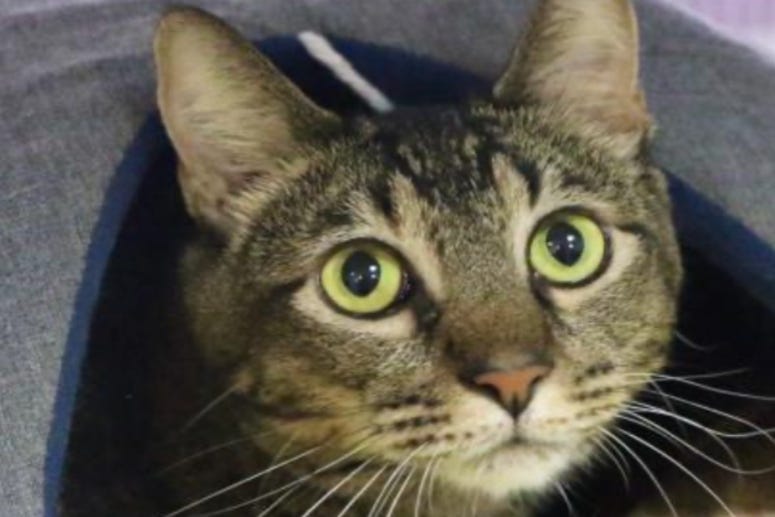 Mo Austin Humane Society November 2020