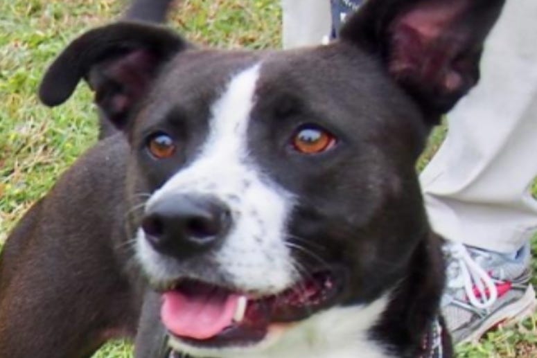 Mocha @ Austin Humane Society September 2020