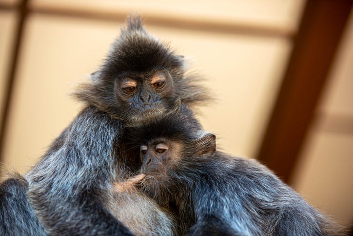 monos