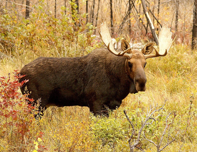 Disabled veterans can take part in the 2019 Disabled Veterans Controlled Moose Hunt in Maine.