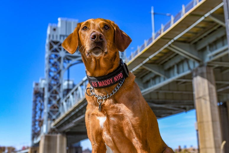 NYPD K9 and Friends Calendar