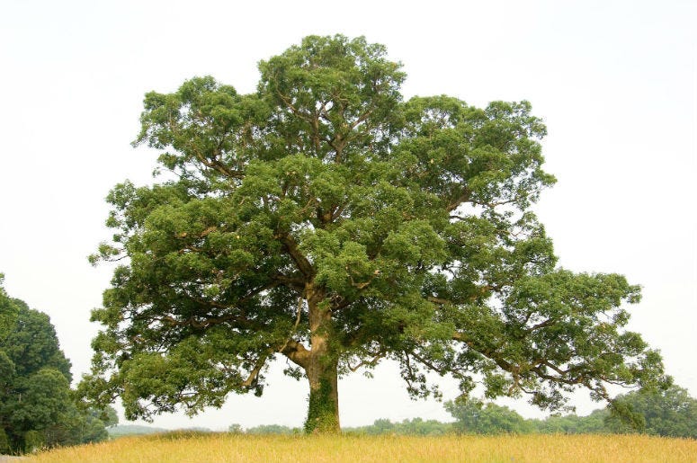 An oak tree.