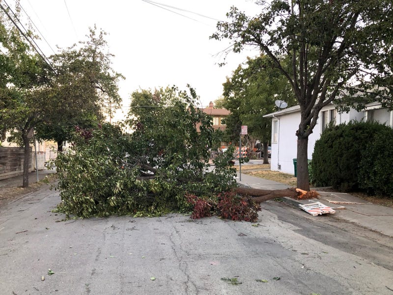 A tree lays in the road after being felled by strong winds in Oakland