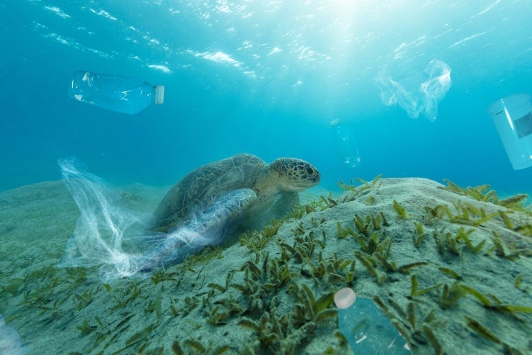 Ocean Plastics Turtle Getty Images Jag_cz