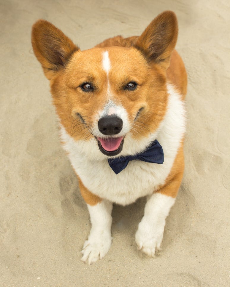 steamerleedogphotography