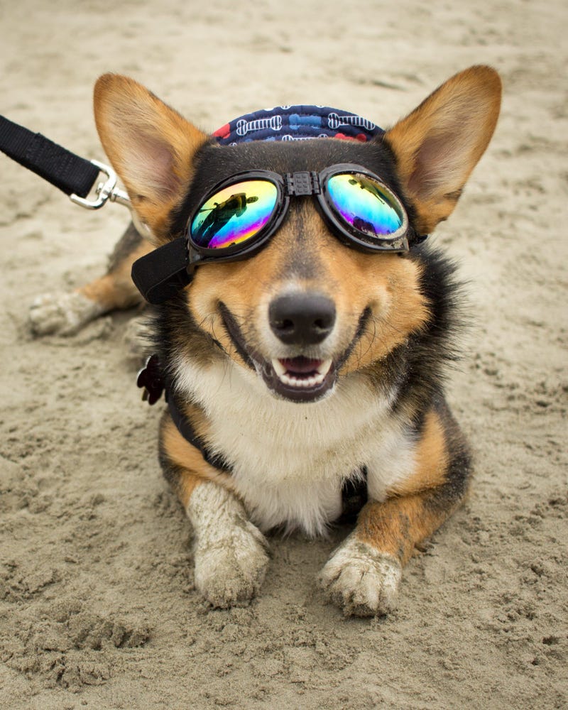 Corgi Beach Day