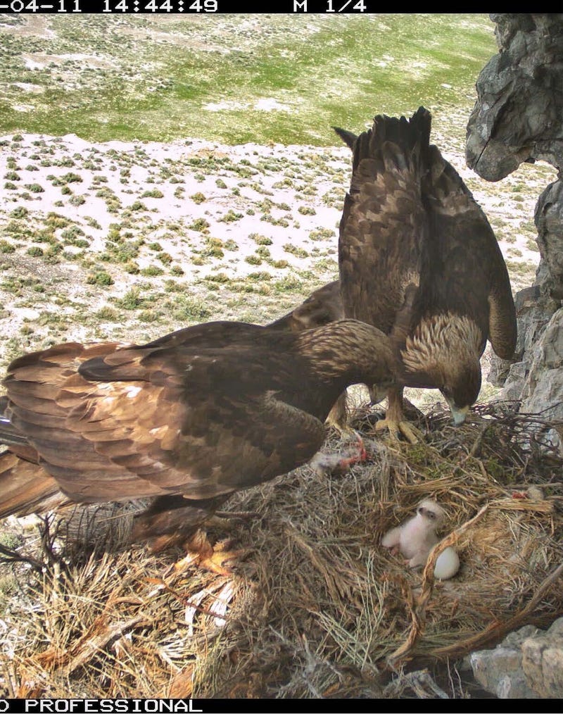 This photo, showing golden eagle parents with their chicks, was taken by a nearby remote camera. Remote cameras were placed at nesting locations to compare against the three observation methods that were evaluated during the two-year project. Dugway Proving Ground photo. (Photo Credit: U.S. Army)
