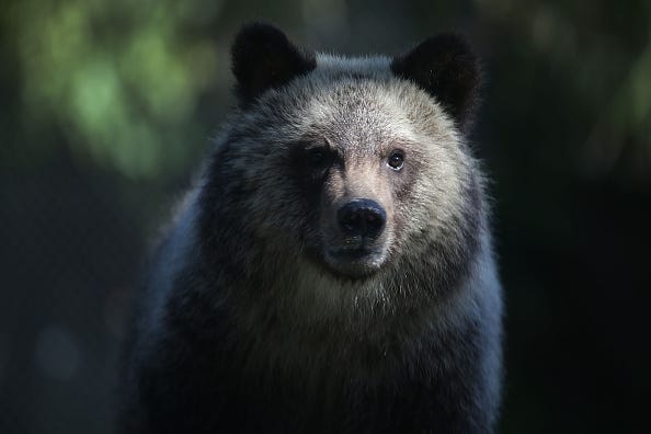 oso