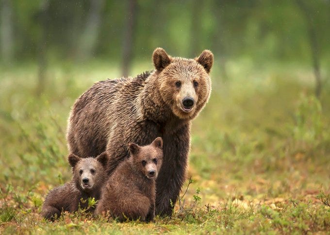 oso