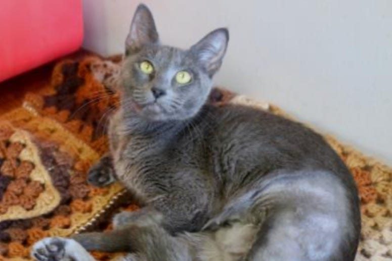 Pamela @ Austin Humane Society October 2020