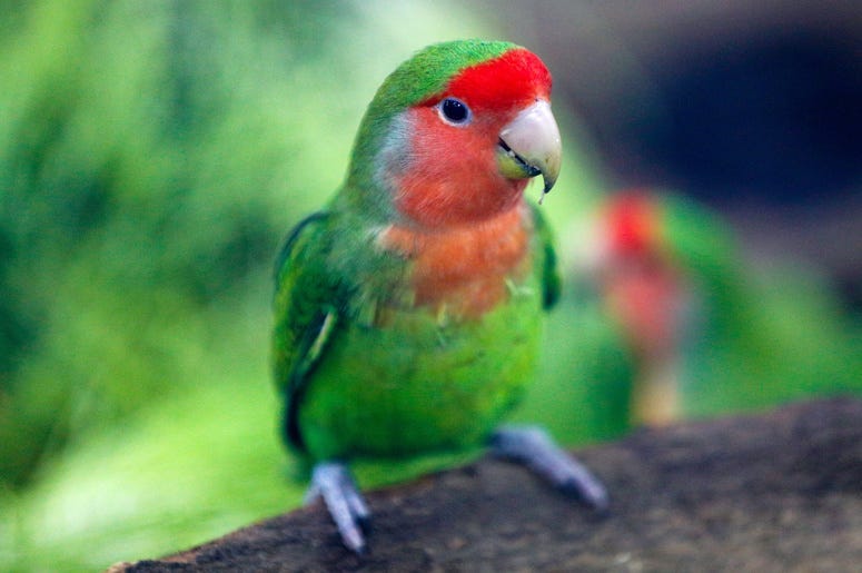 Parrot