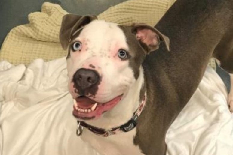 Pearl @ Austin Humane Society November 2020