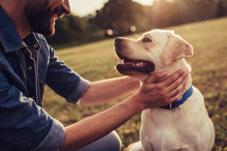 perrito