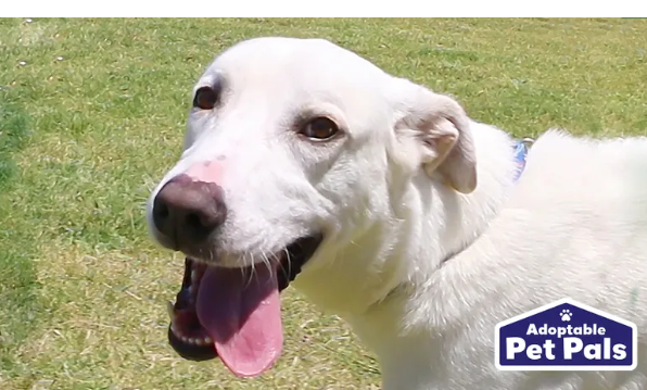 perrito