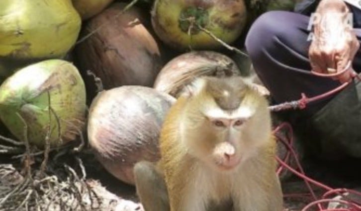 Deerfield-based Walgreens Boots Alliance has banned Aroy-D and Chaokoh coconut milk after the brands' supplier was implicated in PETA Asia's first-ever undercover investigation into the use of monkeys in Thailand's coconut industry.