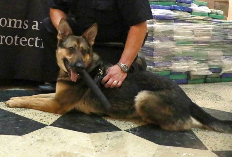 Philadelphia Customs and Border Protection narcotics detector dog Dasha.