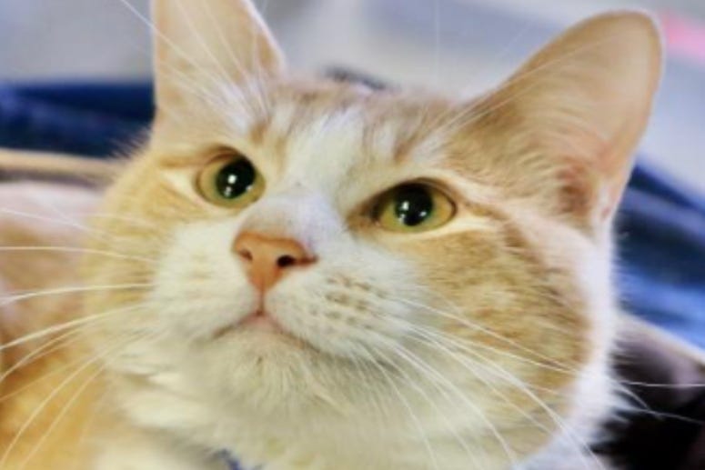 Pickles @ Austin Humane Society July 2020