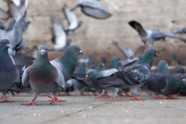 Pigeons mkirarsian Getty Images