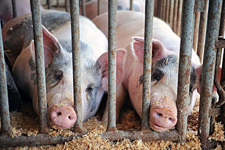 pigs