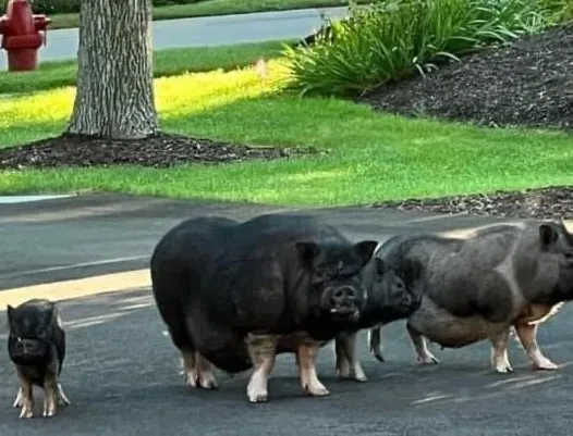 pigs
