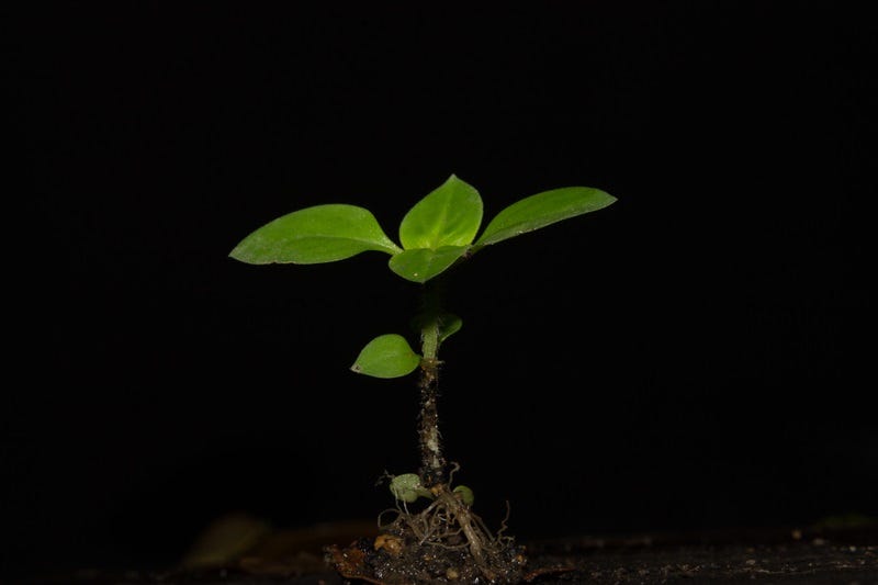 plant