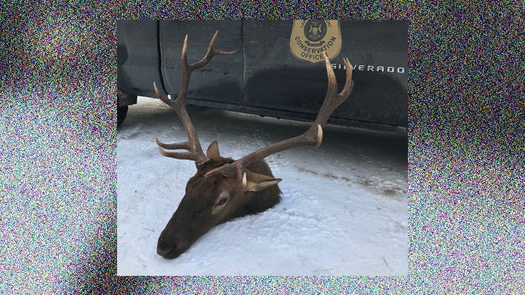 poached bull elk