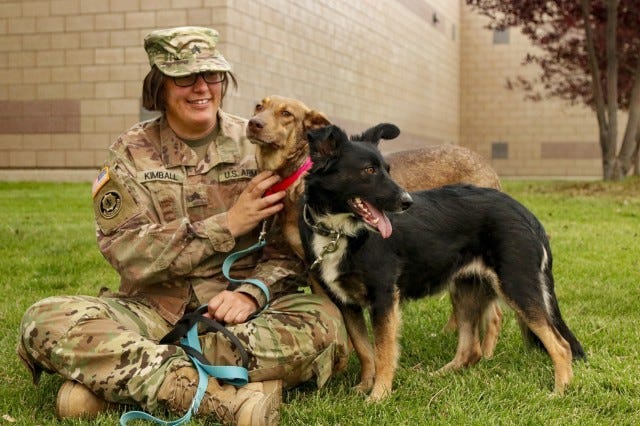 Poland Military Working Dogs