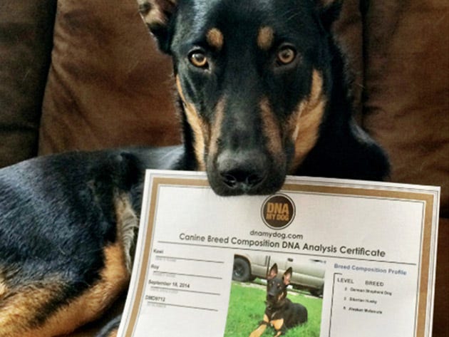 DNA My Dog