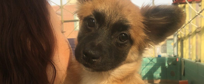 The PSPCA rescued 17 cats and six dogs from a home in Harrowgate, adjacent to Kensington.