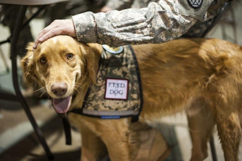 PTSDdog