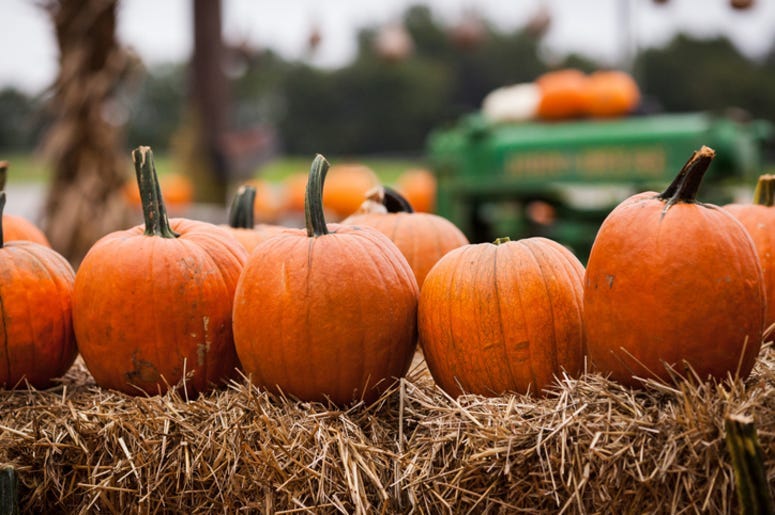 Pumpkin