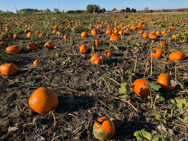 A big field of pumpkins at the pumpkin patch