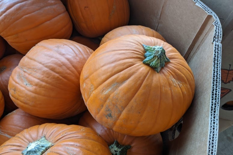 Pumpkins @ Trader Joe's ATX October 2020