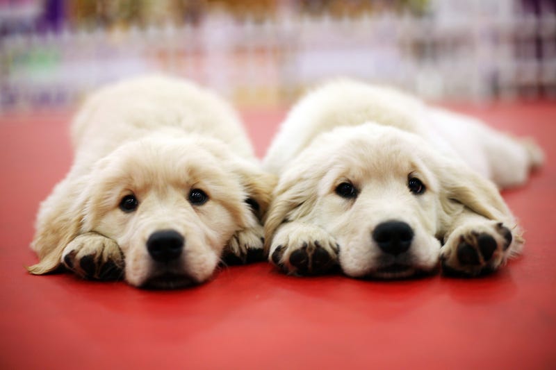 Pup