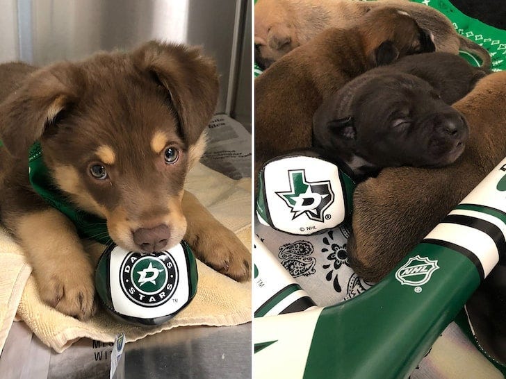 Operation Kindness puppies named in honor of Dallas Stars