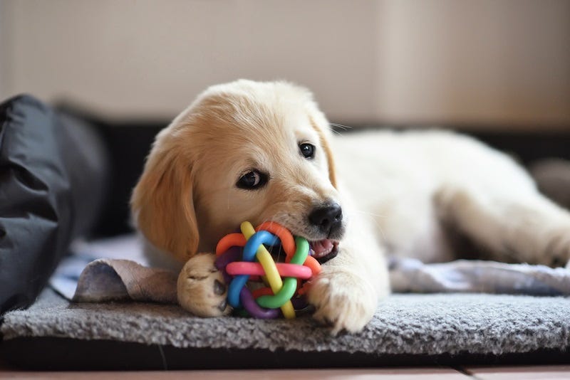 puppy