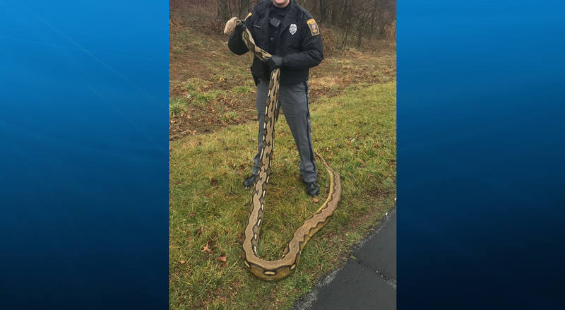 Python found in York PA