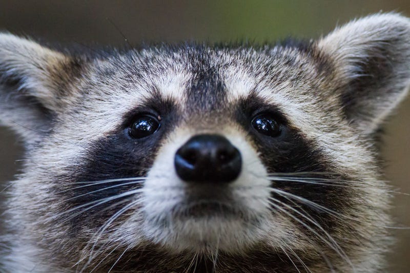 raccoon