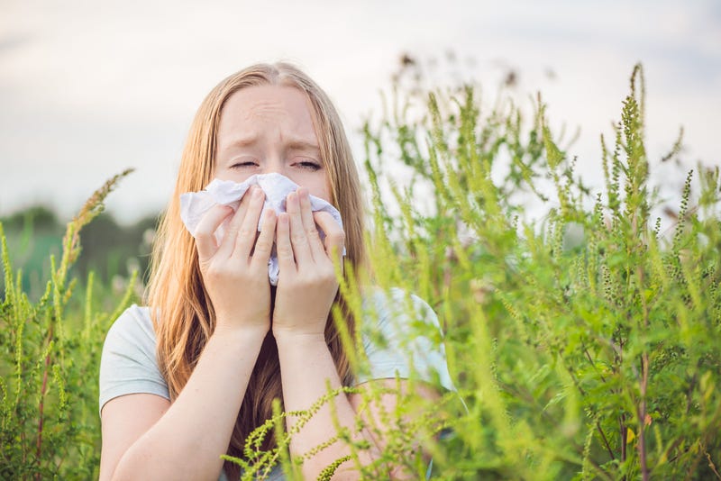 Ragweed, Allergies, Pollen