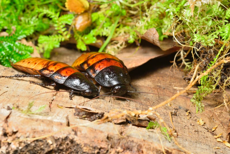 Insects