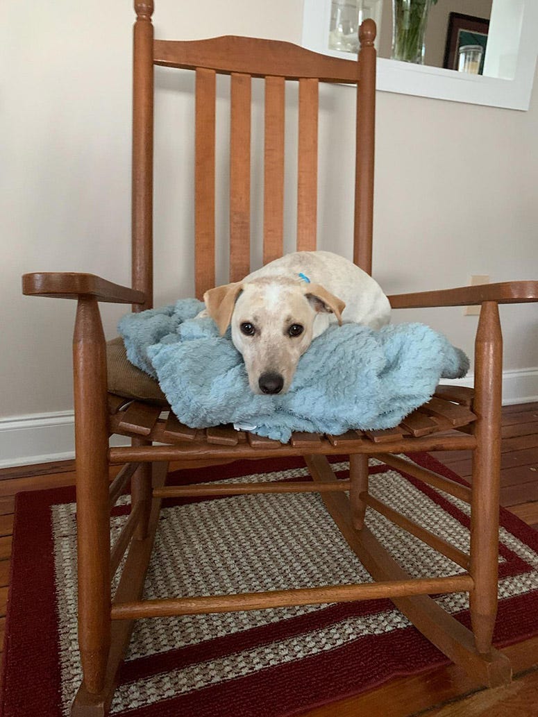 Rocking dog, Beau